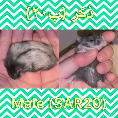 ونتر وايت دوارف هامسترات Winter White Dwarf Hamsters index