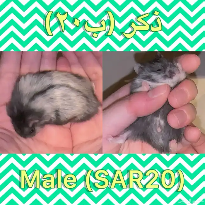ونتر وايت دوارف هامسترات Winter White Dwarf Hamsters 2