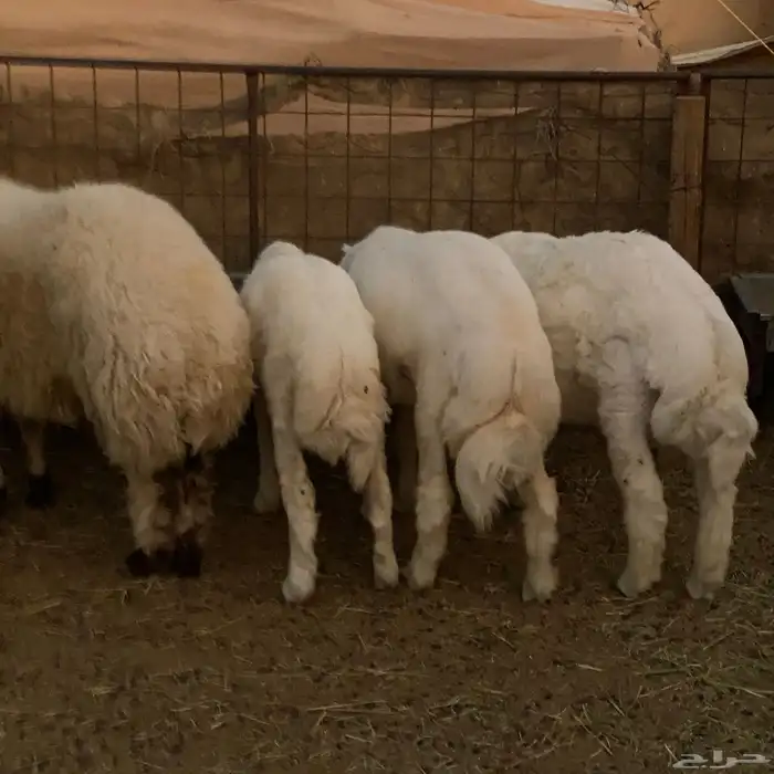 ذبايح طيبة نعيم 5