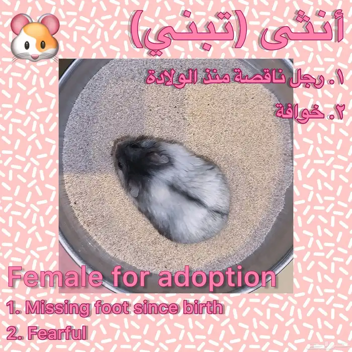 ونتر وايت دوارف هامسترات Winter White Dwarf Hamsters 0