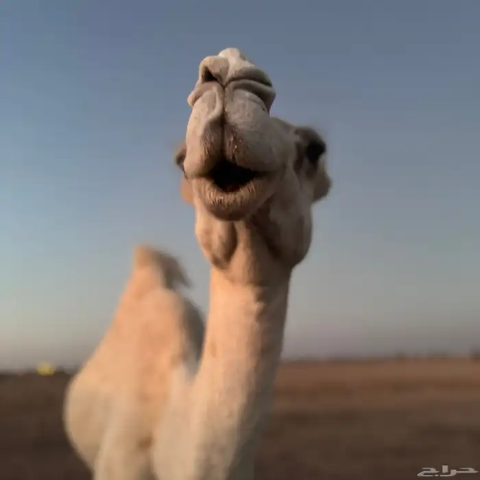 ثلاث عشاير ولقحه 1