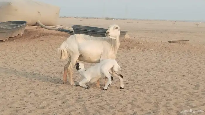 خلفه رفيديه تحتها طلي حري 3