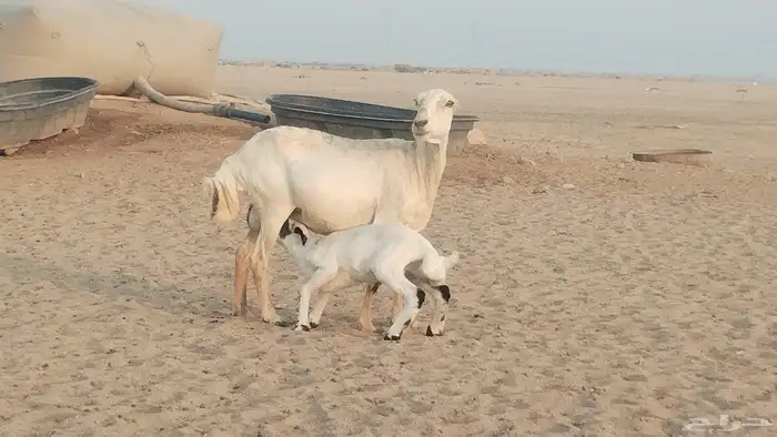 خلفه رفيديه تحتها طلي حري 9