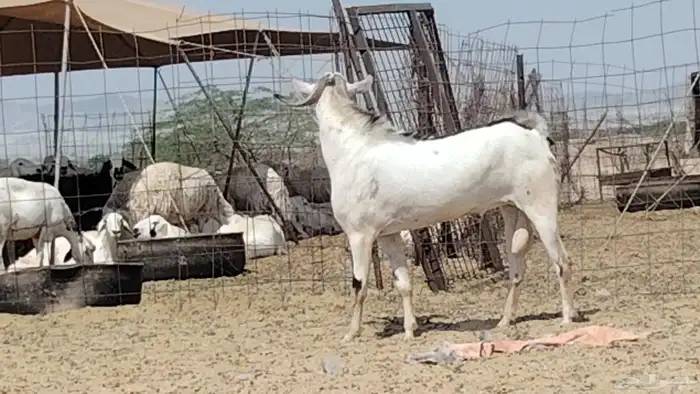 تيس بيشي امرخ صنف الصنف للبيع 2