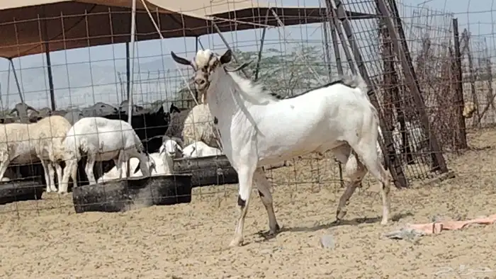 تيس بيشي امرخ صنف الصنف للبيع 6
