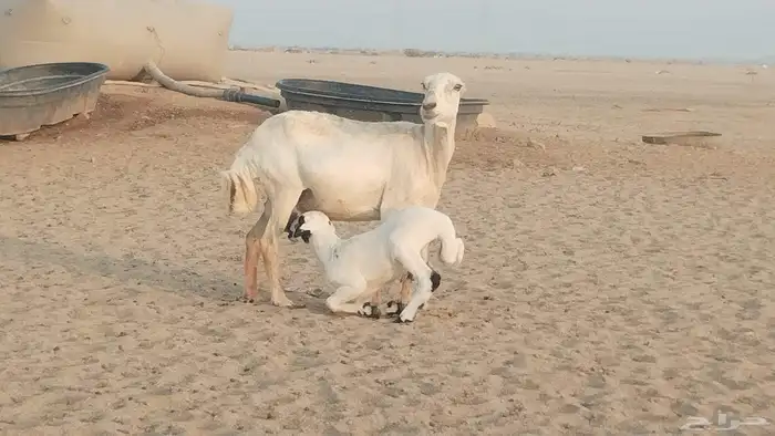 خلفه رفيديه تحتها طلي حري 1