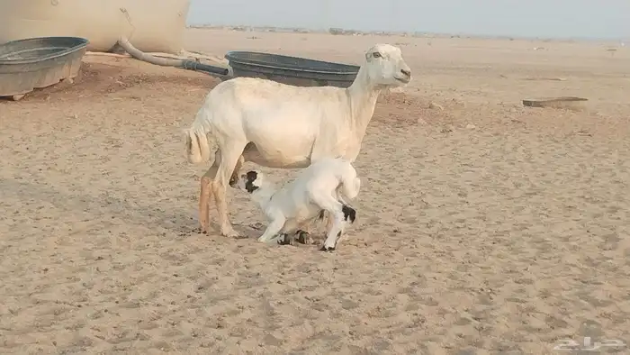خلفه رفيديه تحتها طلي حري 7