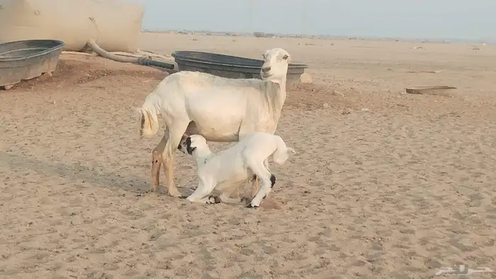 خلفه رفيديه تحتها طلي حري 2