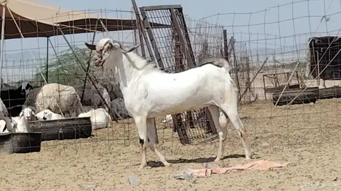 تيس بيشي امرخ صنف الصنف للبيع 4