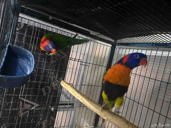 للبيع جوز لوري منتج 3