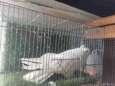 حمام زينه مستويات طيبه index