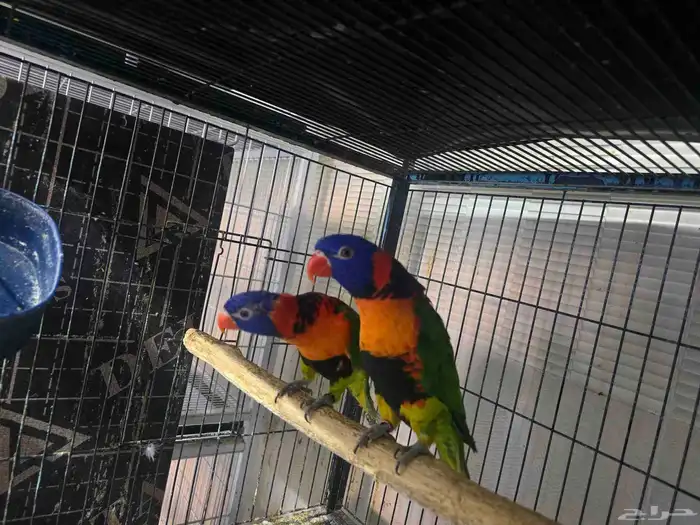 للبيع جوز لوري منتج 4