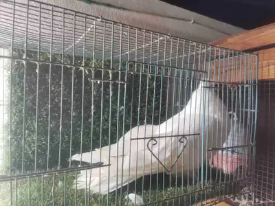 حمام زينه مستويات طيبه index