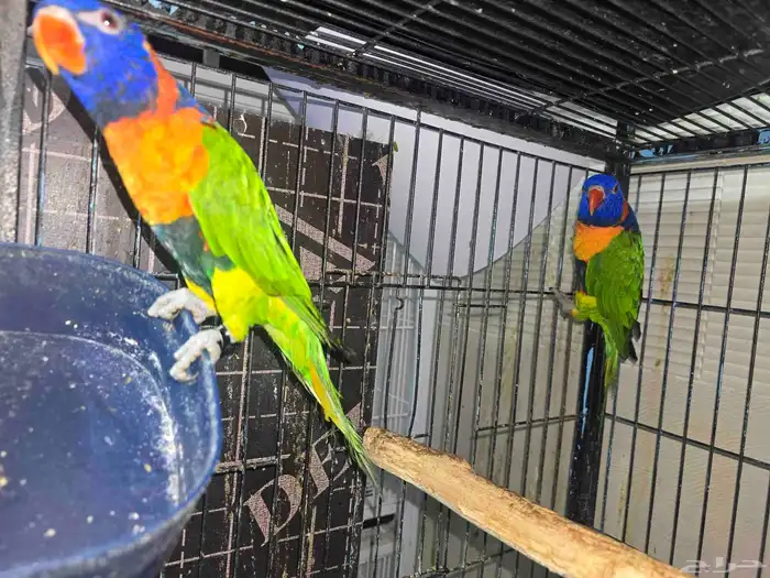 للبيع جوز لوري منتج 0