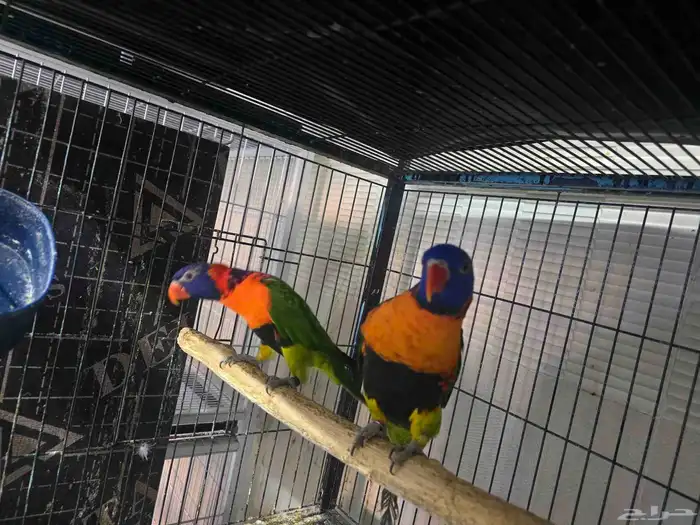 للبيع جوز لوري منتج 1