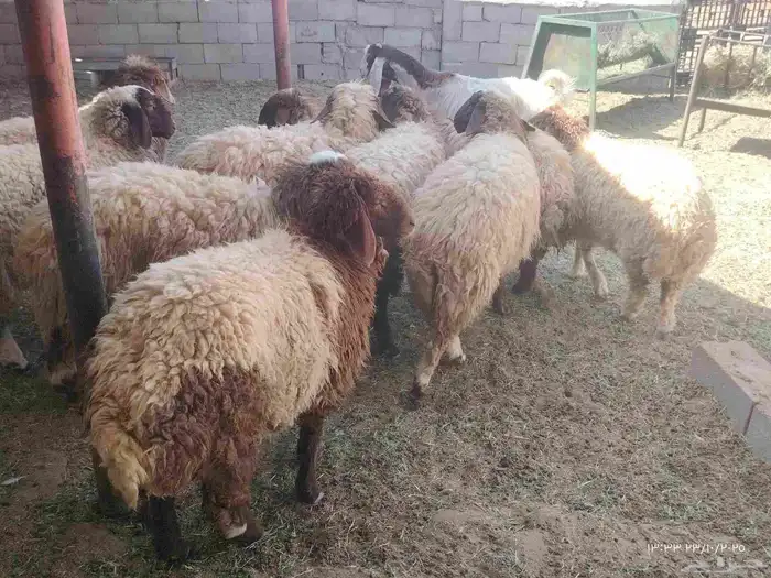 10 جذعات نعيم اللي يبي مقنوي واللي يبي ذبح 1