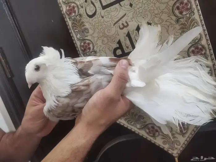 حمام زينه مستويات طيبه 7