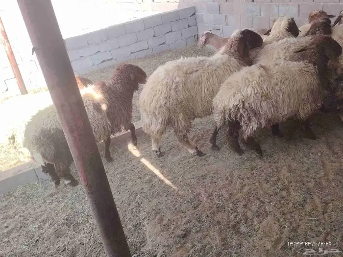 10 جذعات نعيم اللي يبي مقنوي واللي يبي ذبح 0