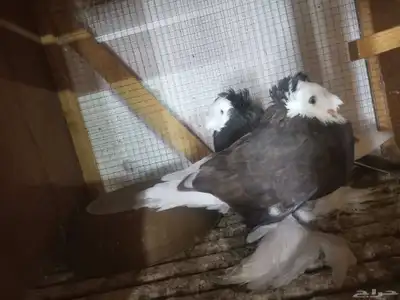 حمام زينه مستويات طيبه index