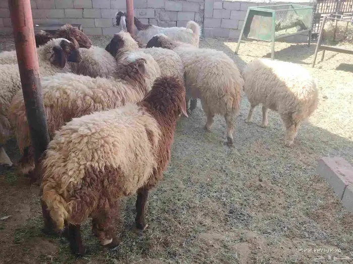 10 جذعات نعيم اللي يبي مقنوي واللي يبي ذبح 4