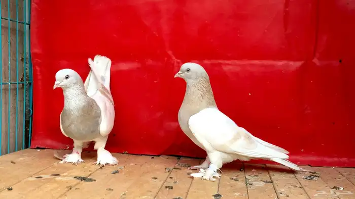 حمام تركي 3