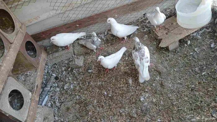 حمام فرنسي للبيع 1