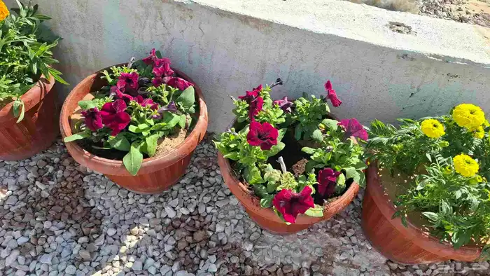 أحواض شتلات ورد جاهزة 3