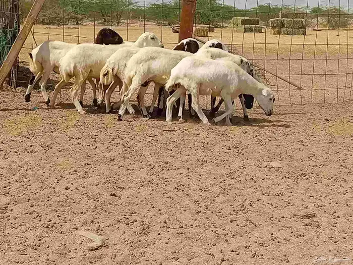 بهمها رفيديه طيبه العدد 8 راس 6