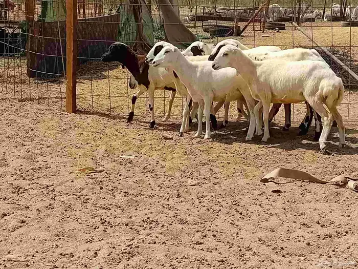 بهمها رفيديه طيبه العدد 8 راس 9