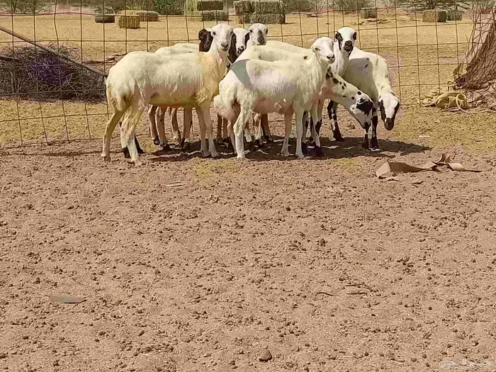 بهمها رفيديه طيبه العدد 8 راس 5