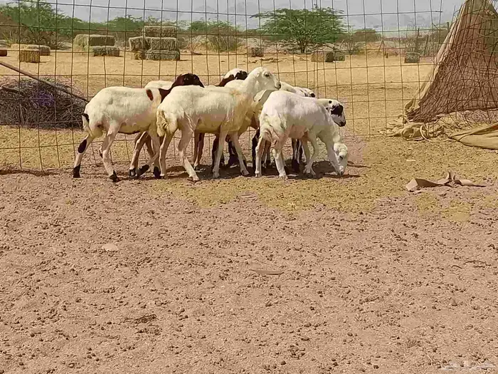 بهمها رفيديه طيبه العدد 8 راس 7