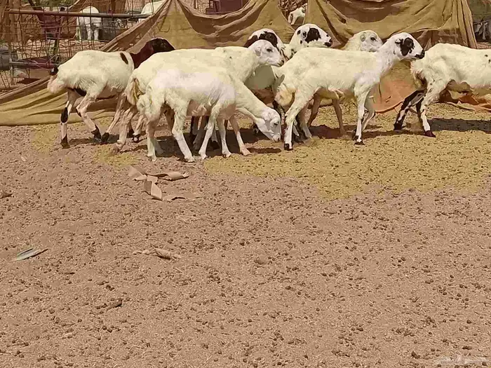 بهمها رفيديه طيبه العدد 8 راس 2
