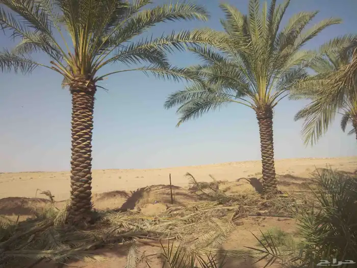 نخيل واشجار وزيتوان 3