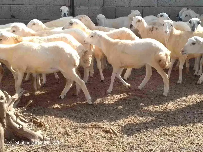 رخال رفيدي لعدد 50 من 730 جمله 3