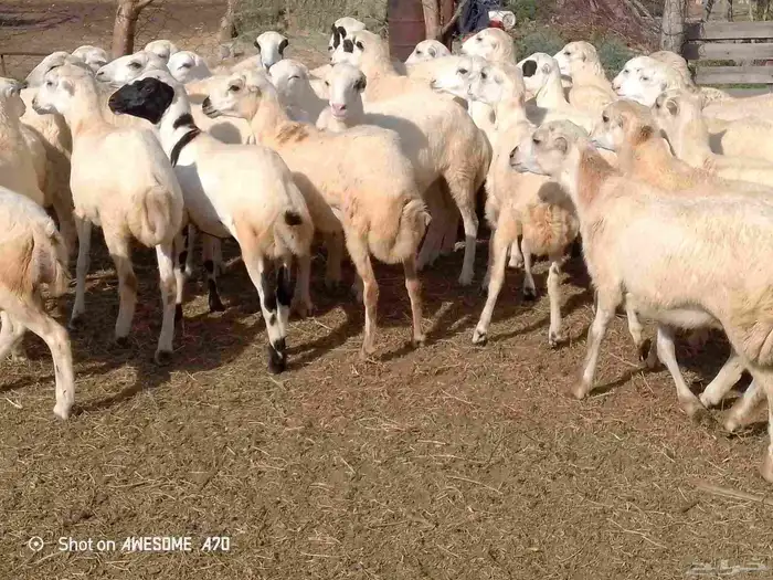 رخال رفيدي لعدد 50 من 730 جمله 1