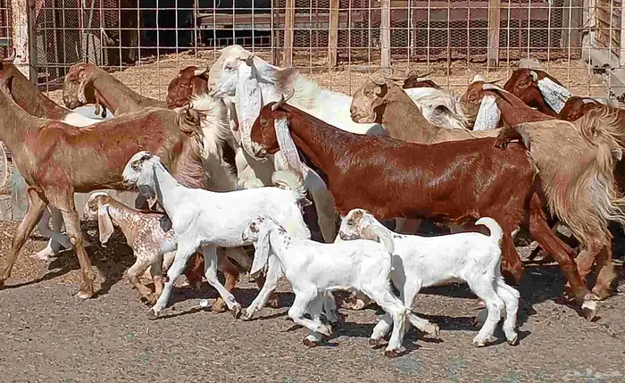 معزا هولنديات فواخر منوه القناي العدد 12 بالفحل صغار سنون 1