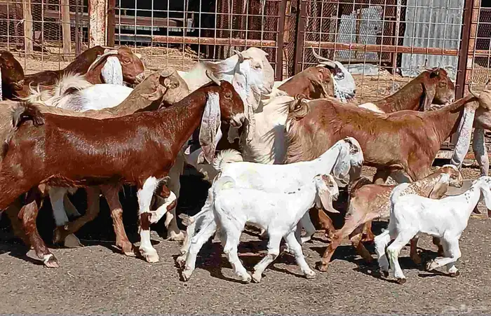 معزا هولنديات فواخر منوه القناي العدد 12 بالفحل صغار سنون 0