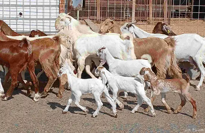 معزا هولنديات فواخر منوه القناي العدد 12 بالفحل صغار سنون 37