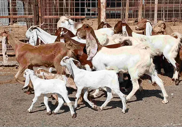 معزا هولنديات فواخر منوه القناي العدد 12 بالفحل صغار سنون 19