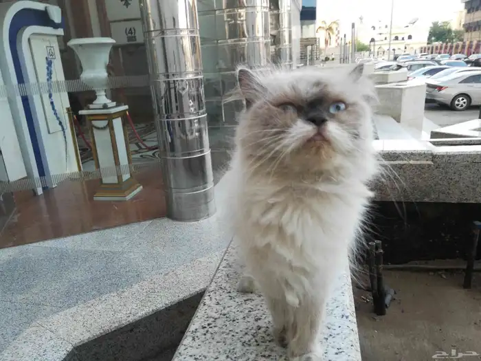 قط ه شيرازيه اصيله 0