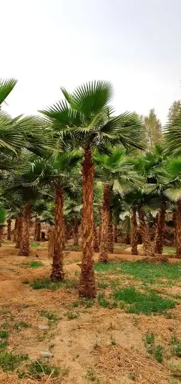 نخل واشنطني 6