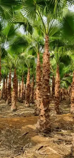 نخل واشنطني 2