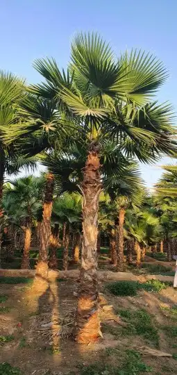 نخل واشنطني 3