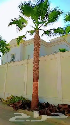نخيل واشنطني زينه 12