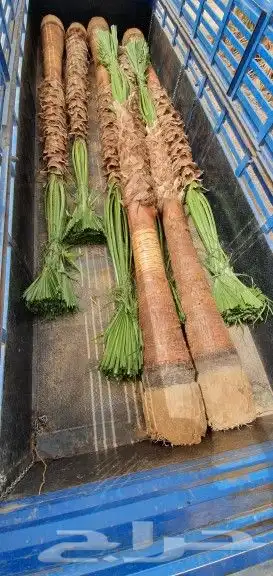 نخل واشنطني 1