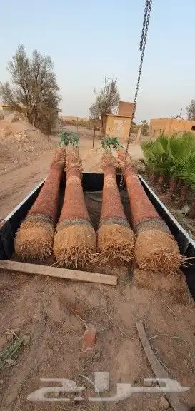 نخل واشنطني 4