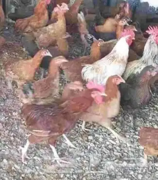 للبيع دجاج وديوك 3