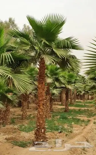 نخل واشنطني 0
