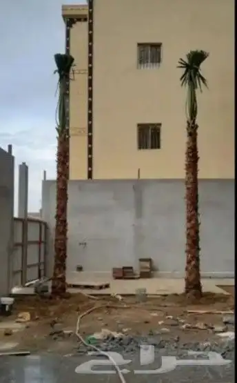 يوجد نخيل للبيع عربي واشنطن 2