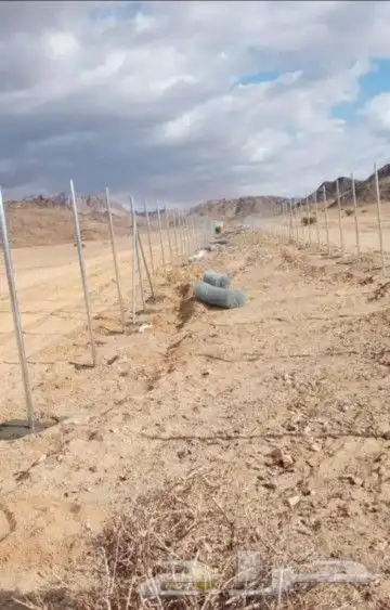 يوجد نخيل للبيع عربي واشنطن 9